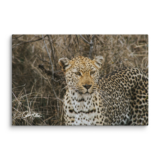 Spotted Elegance - Canvas