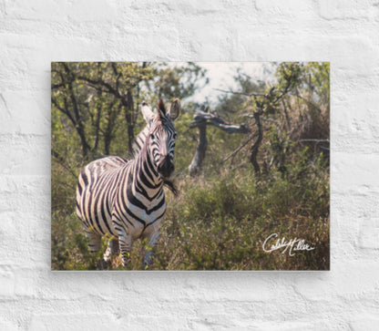 Zebra Stare - Canvas