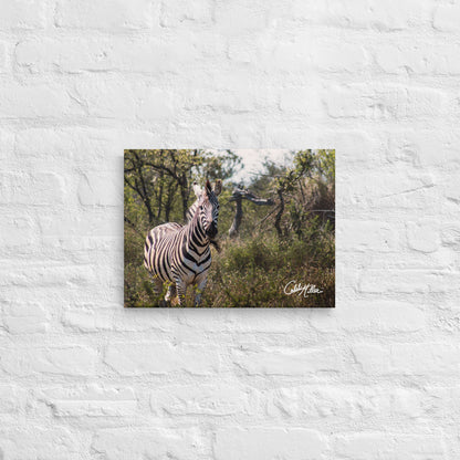 Zebra Stare - Canvas