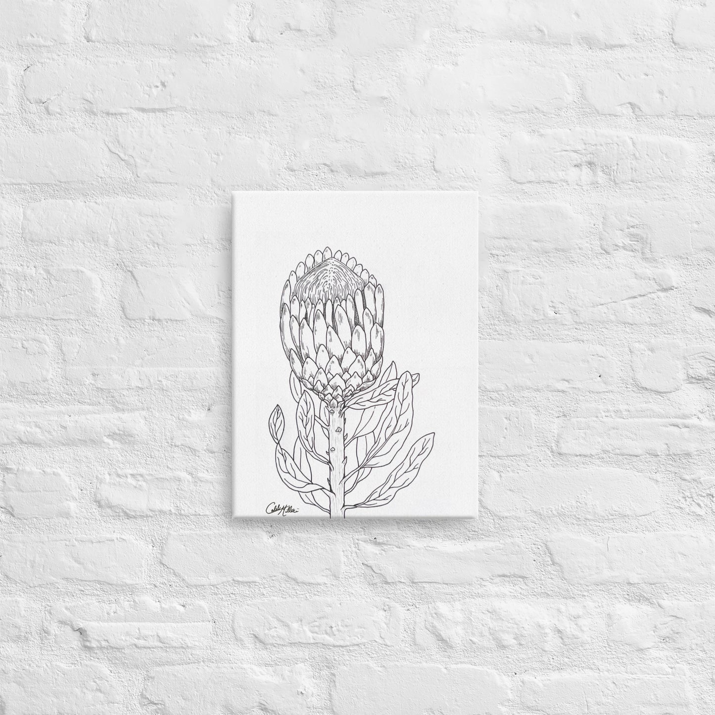 Queen Protea - Canvas