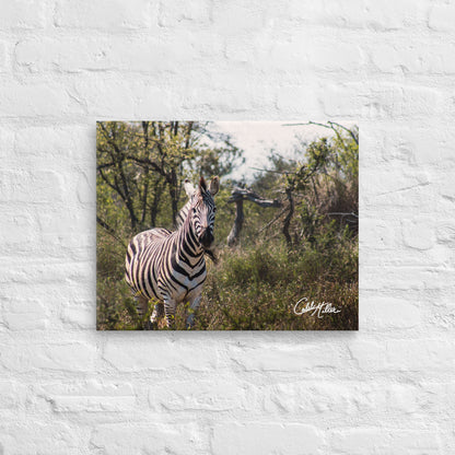 Zebra Stare - Canvas