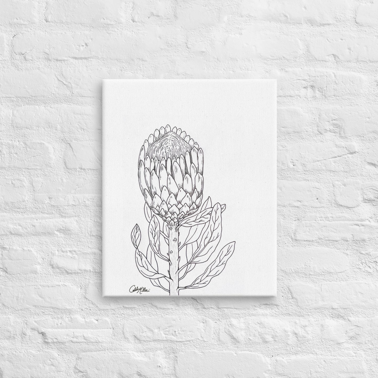 Queen Protea - Canvas