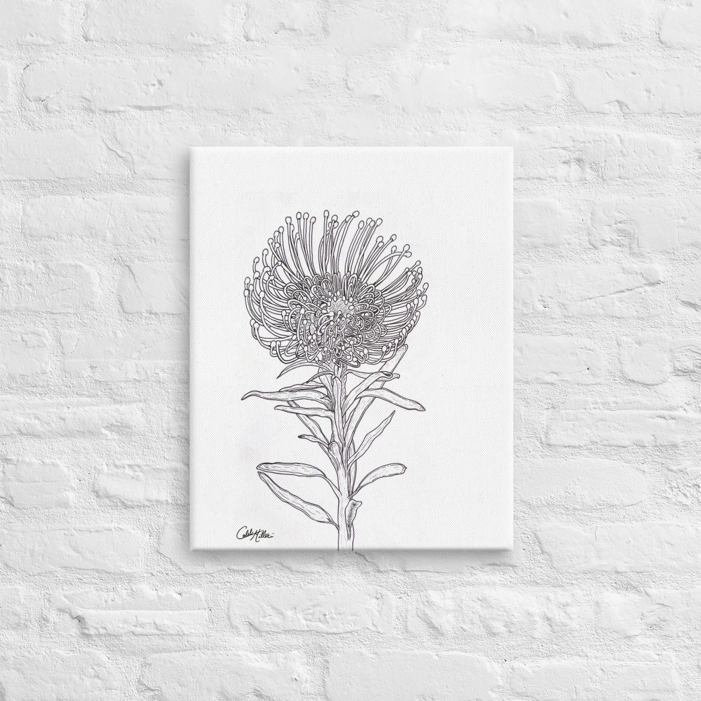 Pin Cushion Protea - Canvas