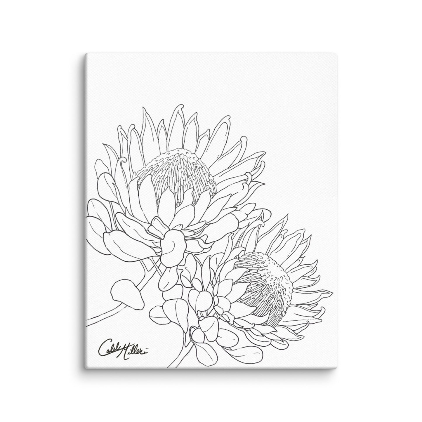 King Protea - Canvas