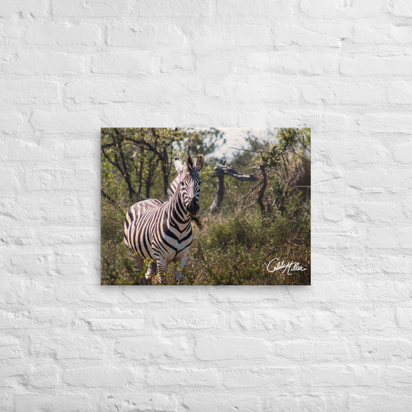 Zebra Stare - Canvas