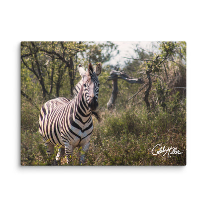 Zebra Stare - Canvas