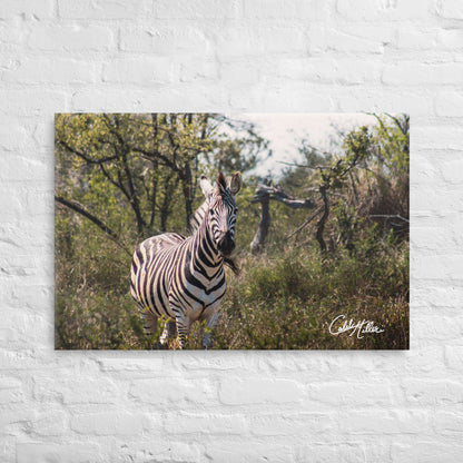 Zebra Stare - Canvas