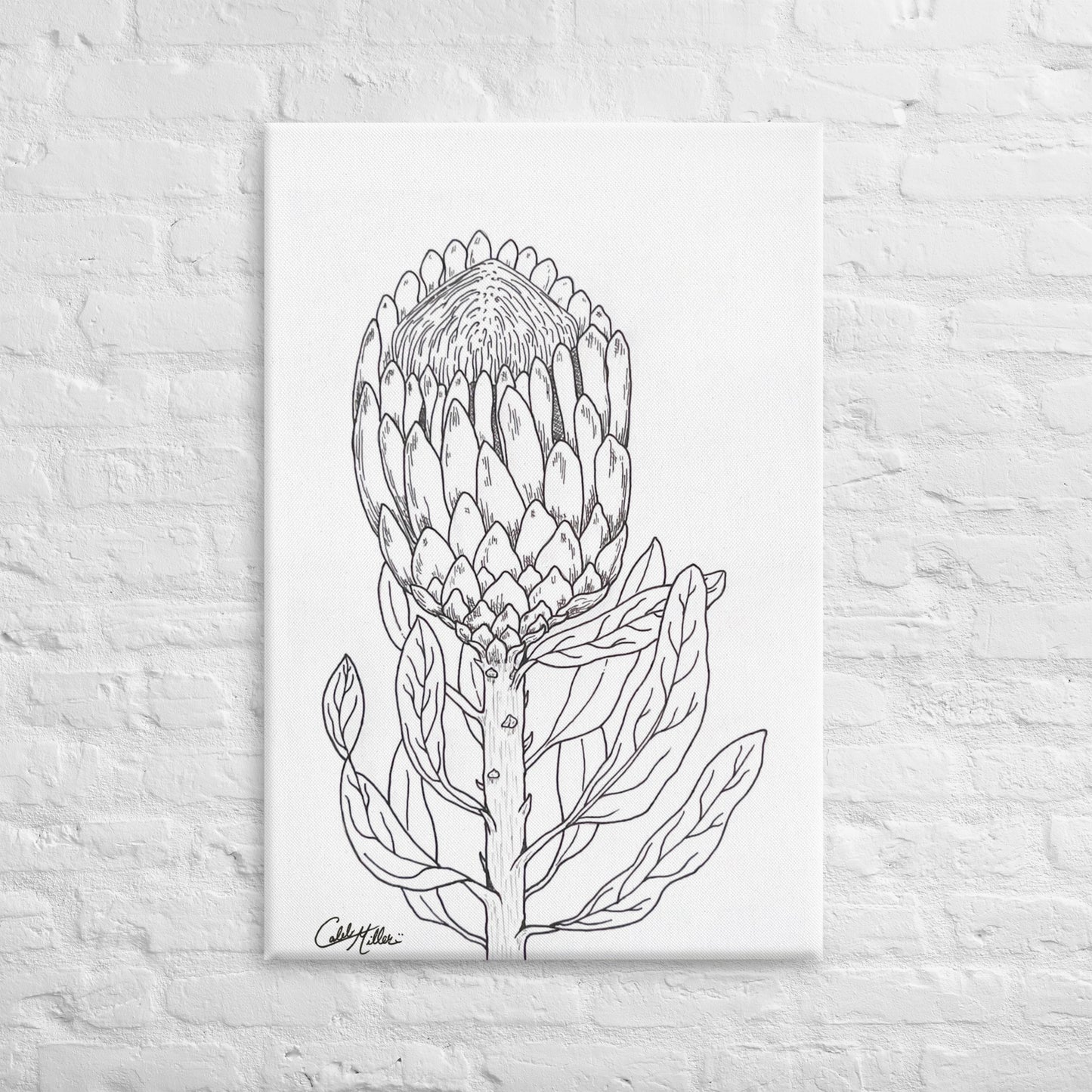 Queen Protea - Canvas