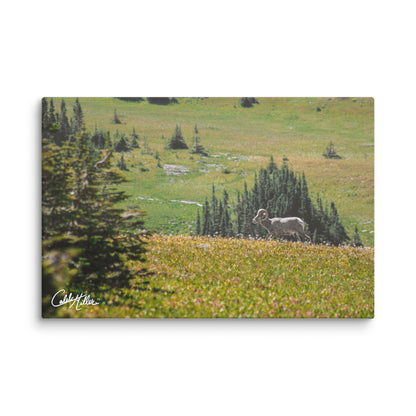 Bighorn Serenity - Canvas