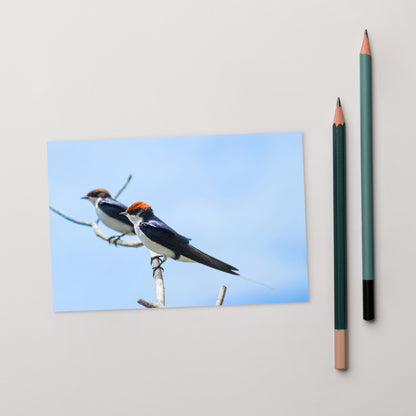 Postcard - Wire Tailed Swallow