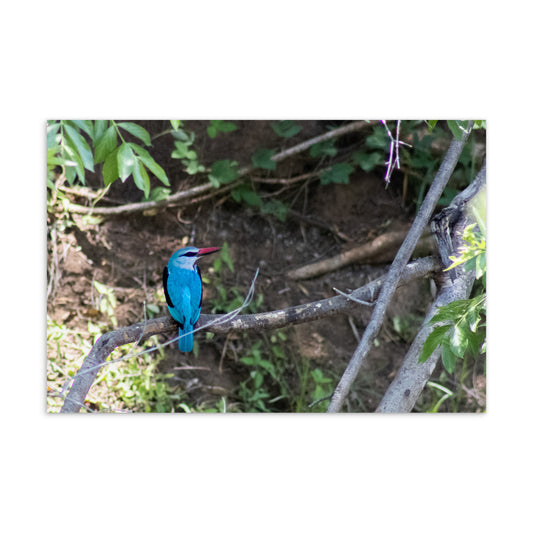 Postcard - Kingfisher's Perch