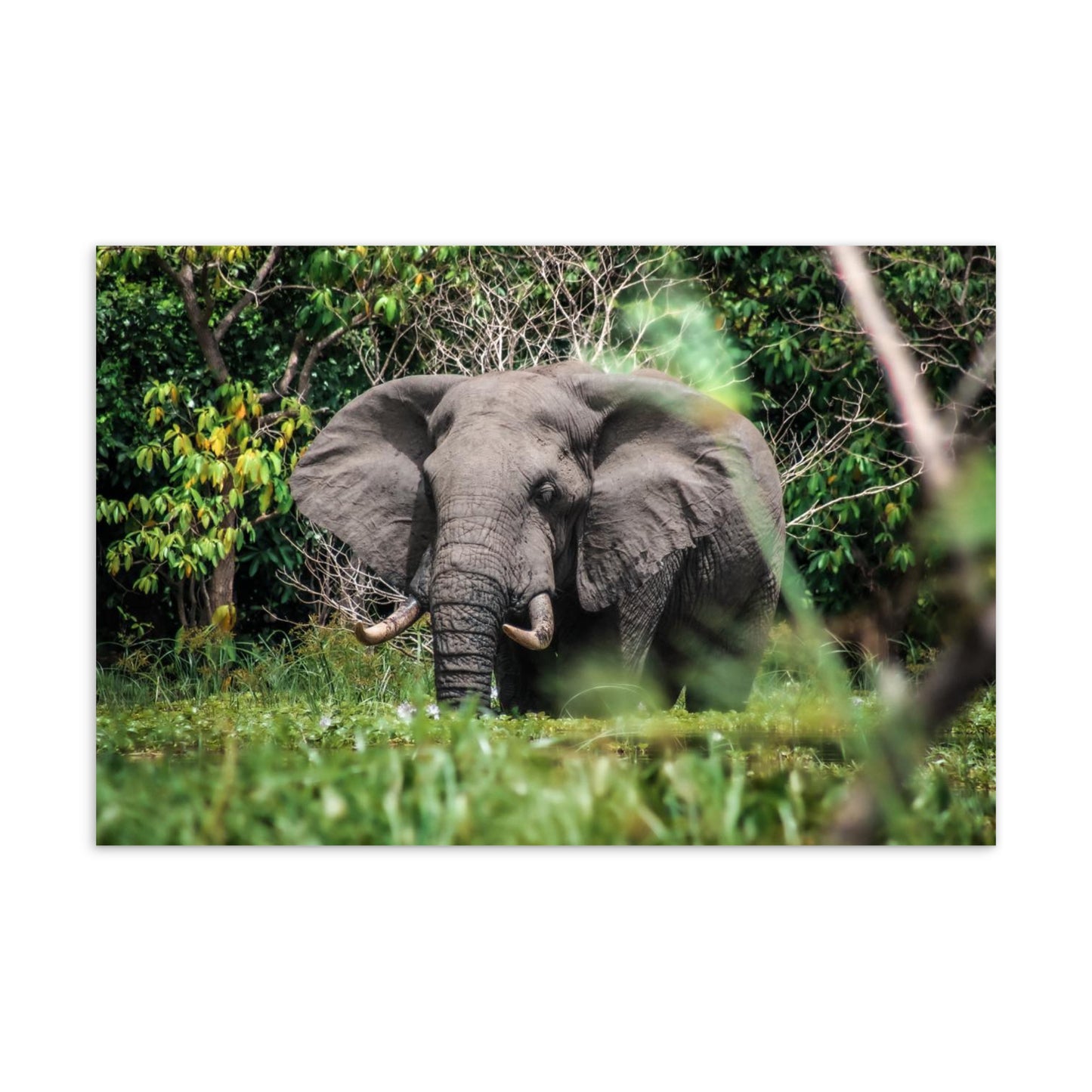 Postcard - Mystical Elephant