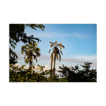 Postcard - Skyward Palms