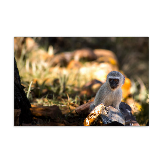 Postcard - The Curious Vervet Monkey