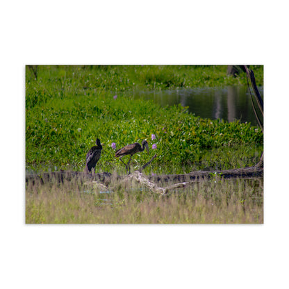 Postcard - The Double Marsh Guard