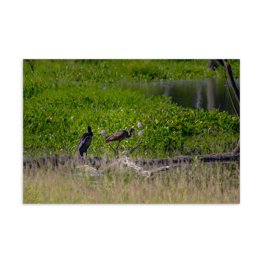 Postcard - The Double Marsh Guard