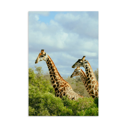 Postcard - Tower of Giraffes