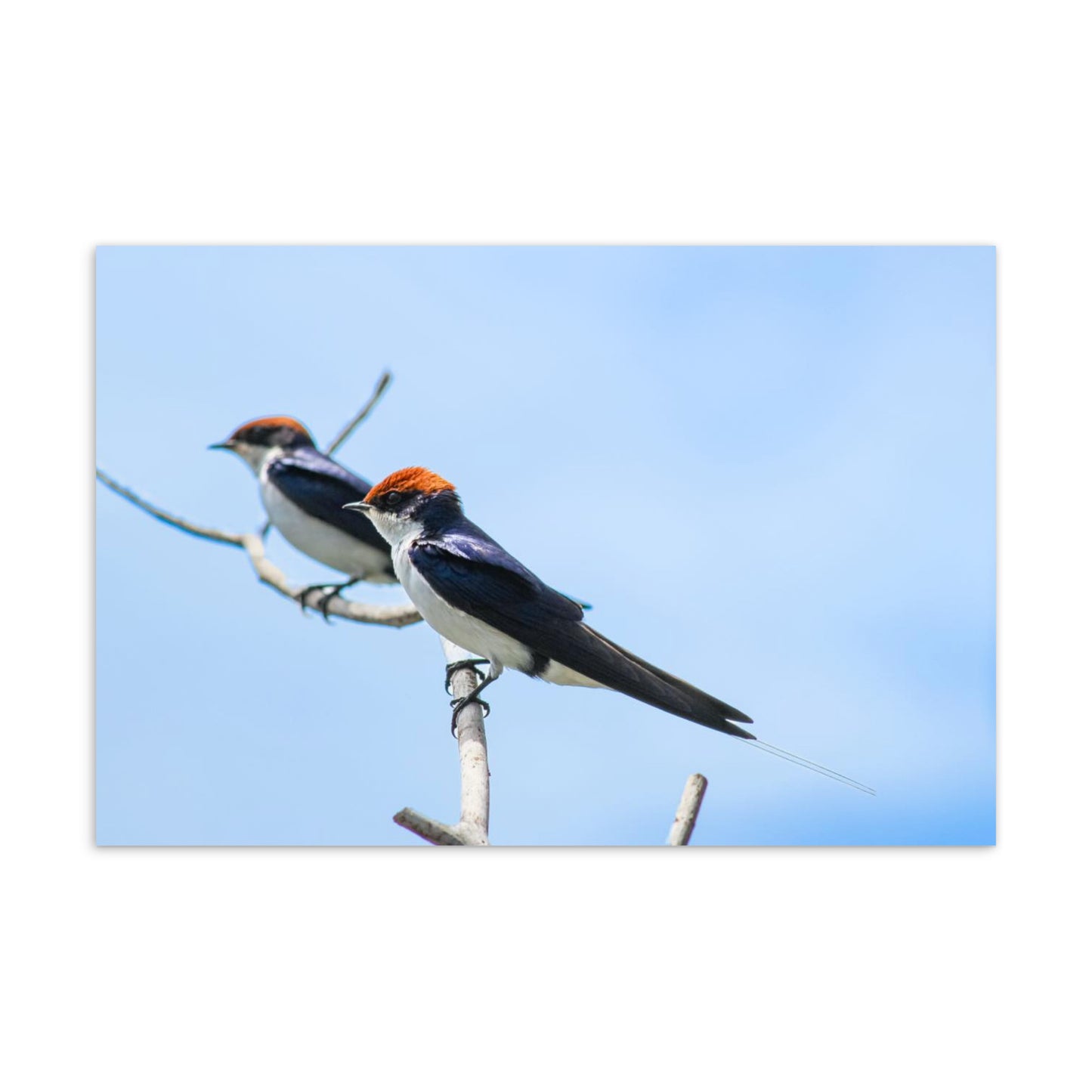 Postcard - Wire Tailed Swallow