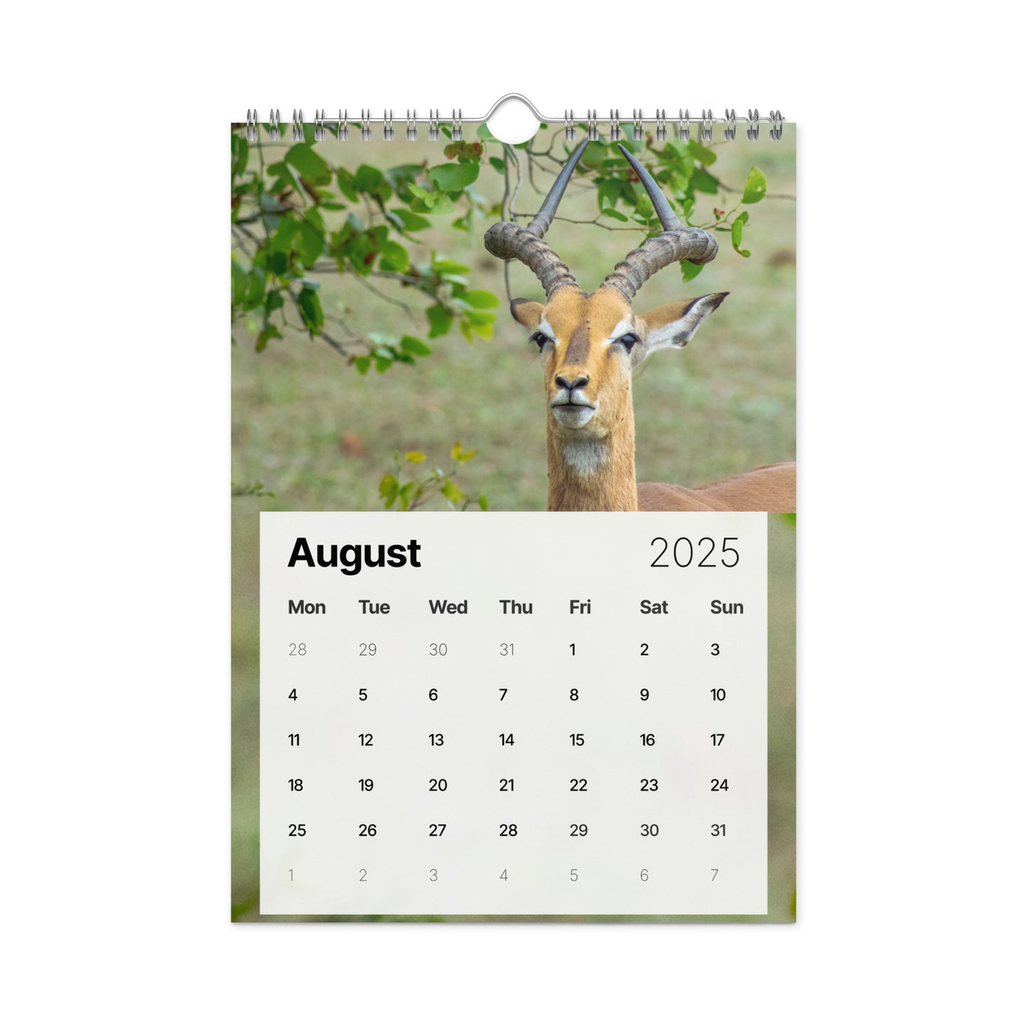 Wall calendar (2025) - Safari Blooper Edition